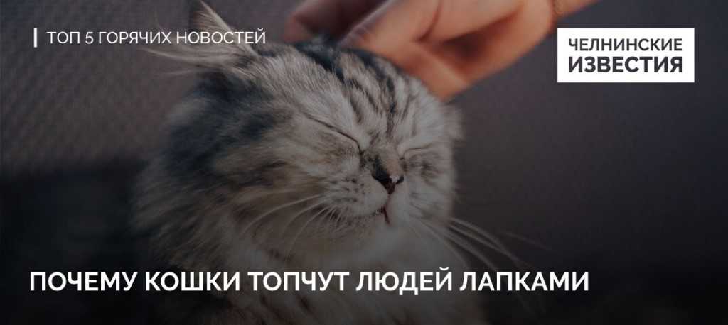 Почему кошки топчут нас лапками и мурчат: топчут одеяло