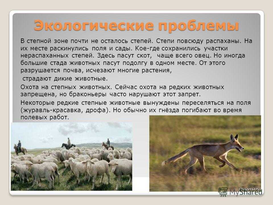 Какие растения и животные обитают в лесостепи? - онлайн журнал про рф