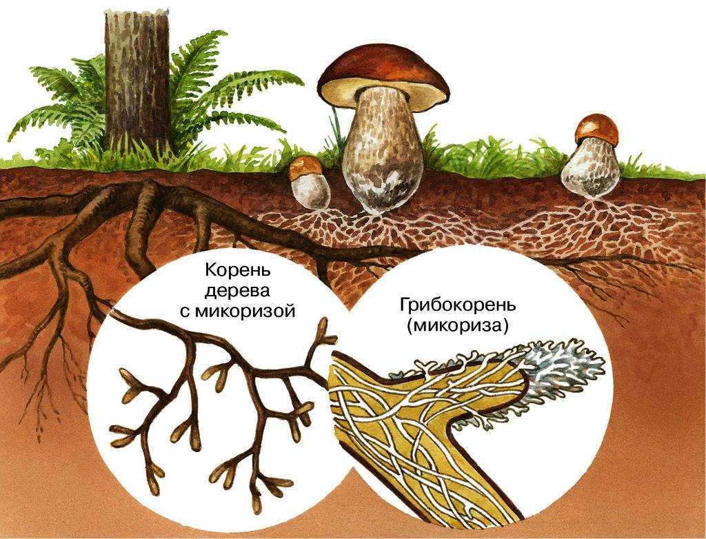 Бактерии симбионты человека, животных и растений: примеры, питание, значение