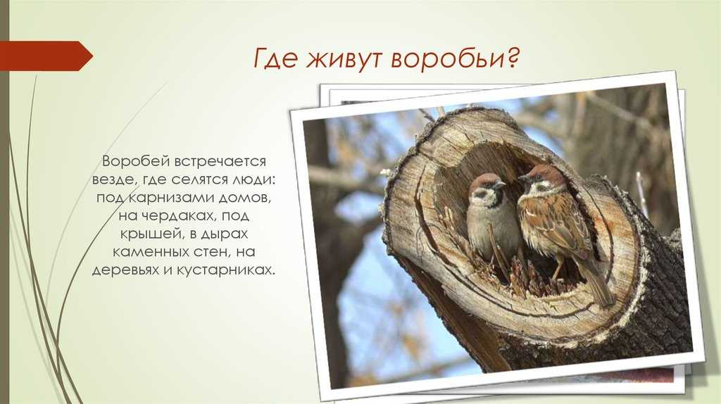 Воробей: описание, виды, обитание, питание, враги | планета животных