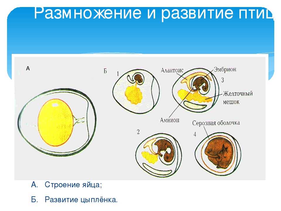 Сколько дней курица высиживает яйца до цыплёнка - животный мир