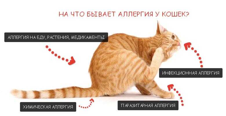 Аллергия на животных  - симптомы, причины, профилактика и лечение