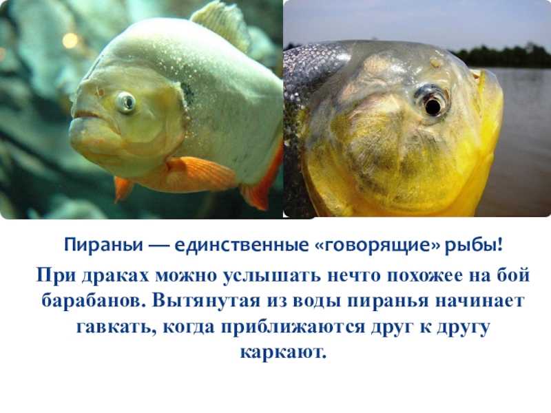 Как рыбы слышат, видят и… говорят. удивительная биология