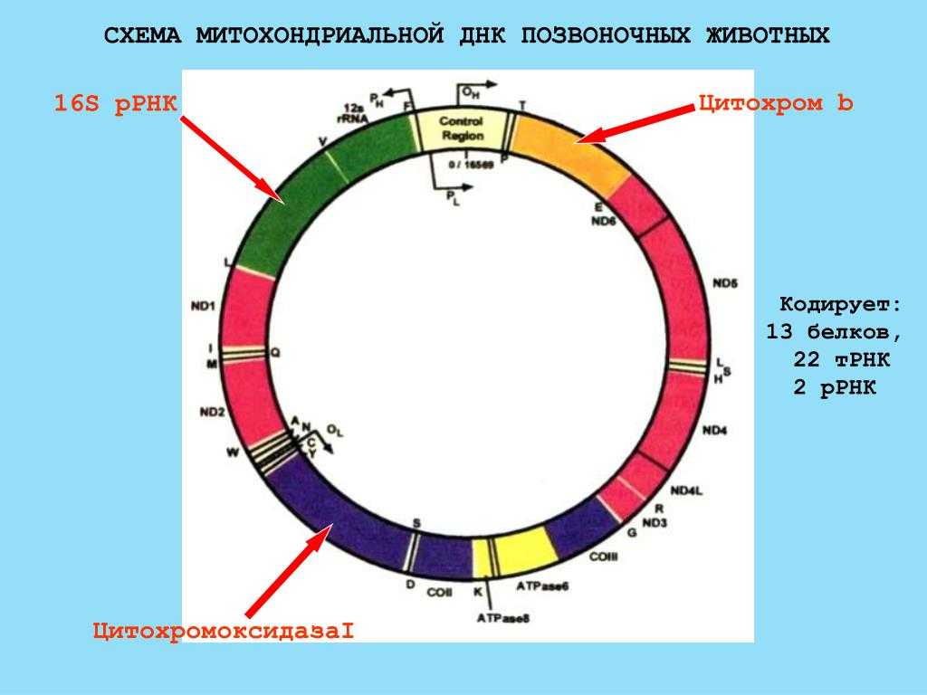Биология клетки/часть 1. клетка как она есть/1/2