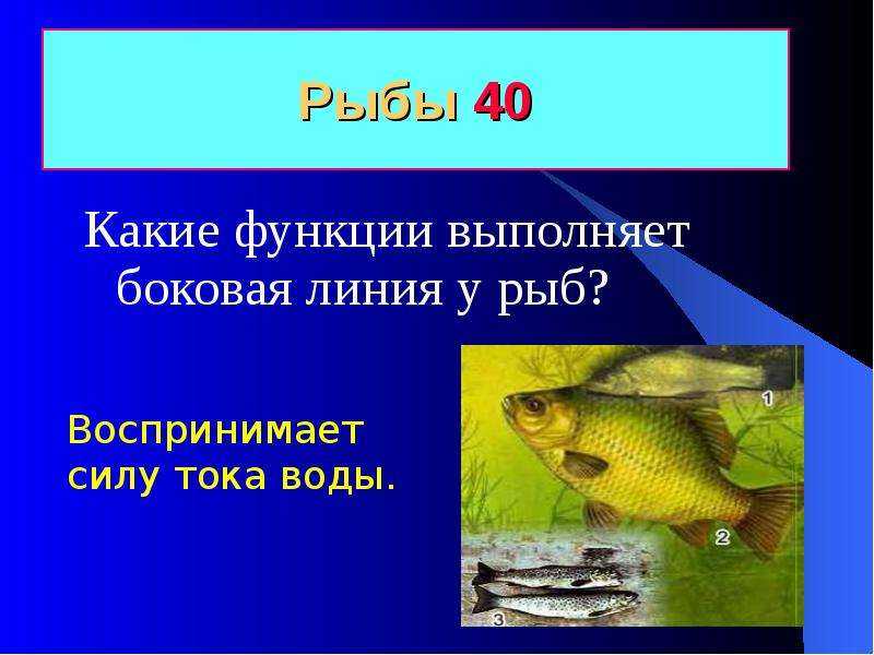 Мужчины-рыбы в любви и отношениях