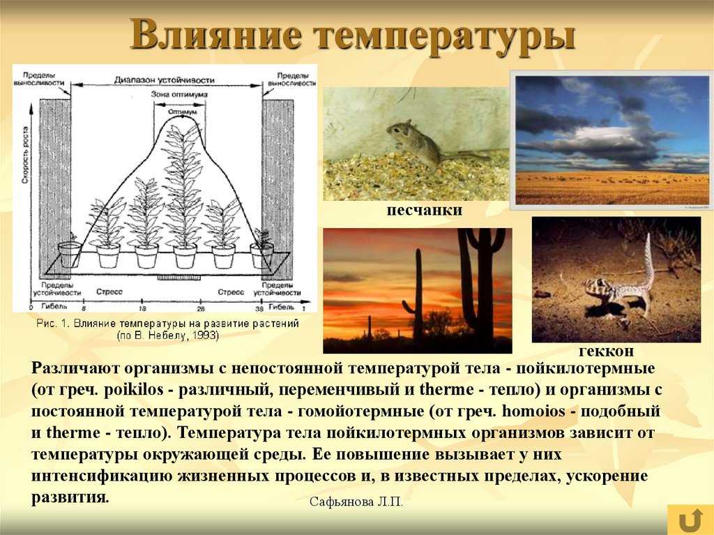 Правильные температурные режимы для цветов