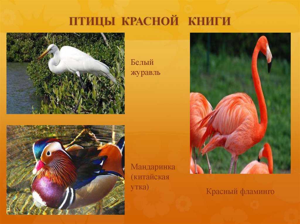 Подробное описание с фото всех животных, включенных в красную книгу россии