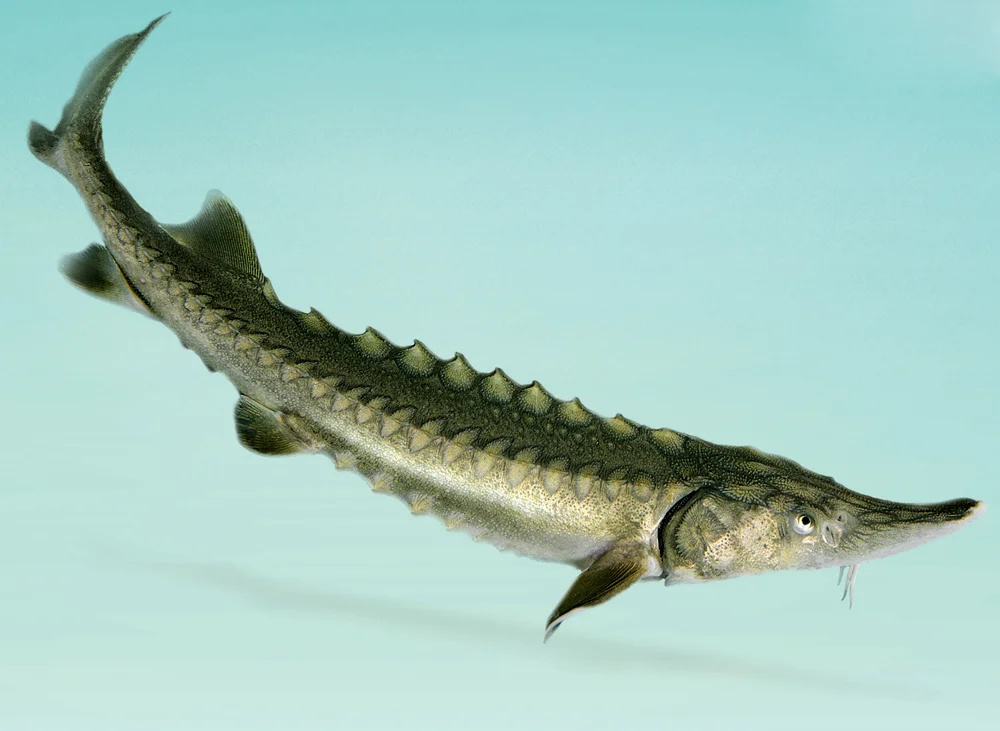 Осётр польза и вред🐟, 17 полезных свойств осетрины для организма