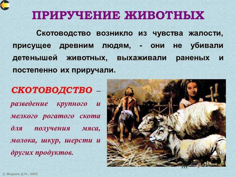 Домашняя кошка: описание, история появления, характер, уход, фото, видео
