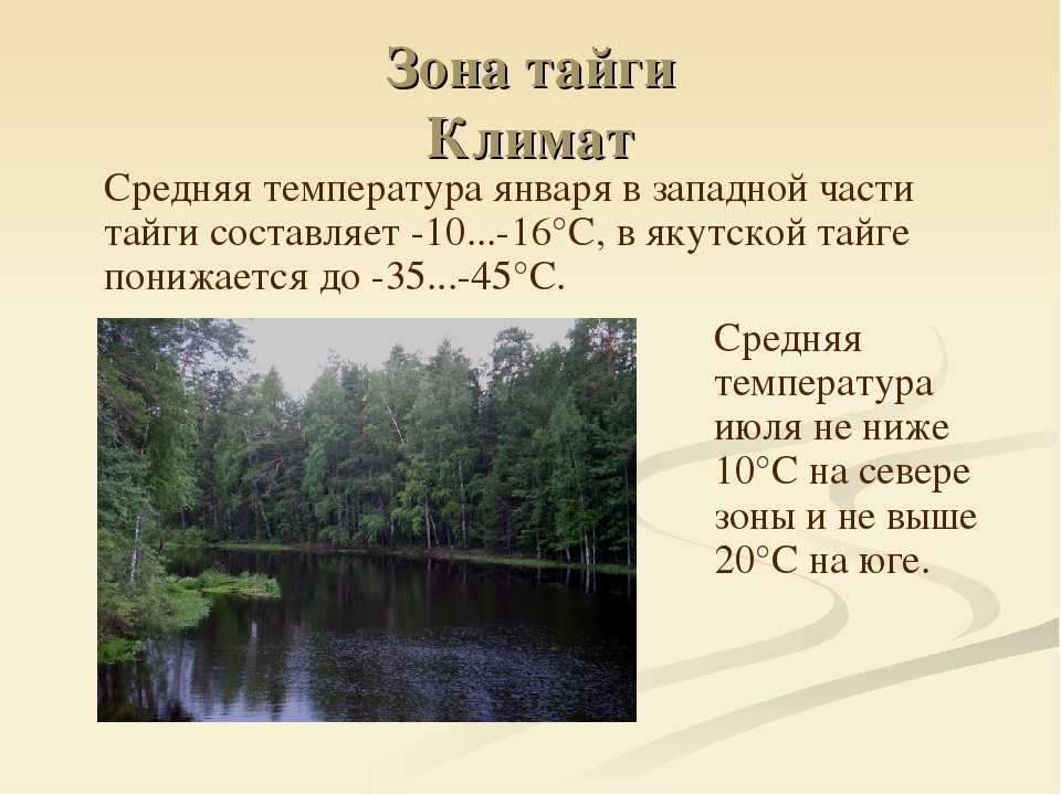 Природная зона тайга (география, 8 класс): характерные особенности, растительный и животный мир