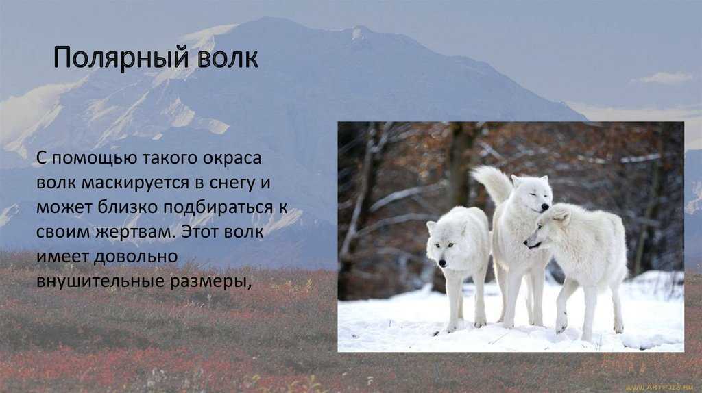 Полярный волк (лат. canis lupus tundrarum)