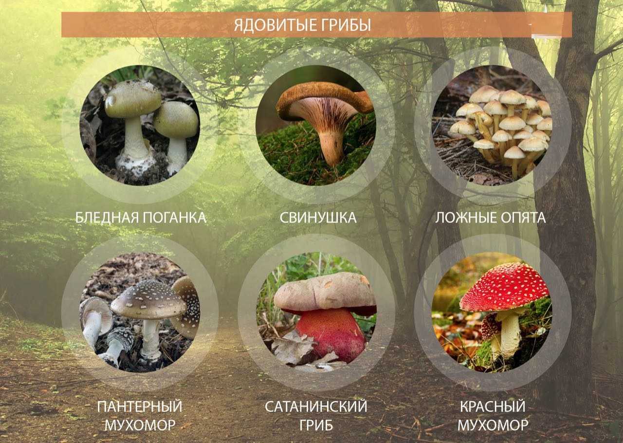 Топ 10 самые ядовитые грибы в мире