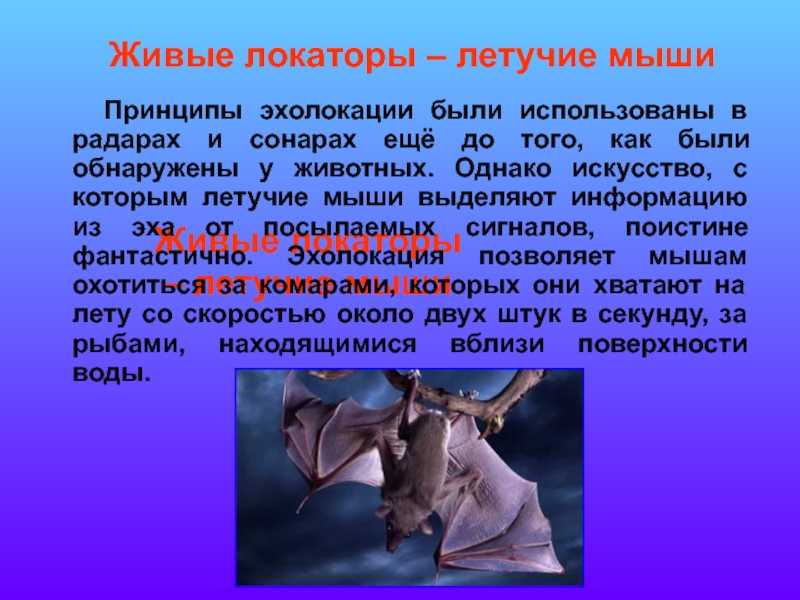 Летучая мышь