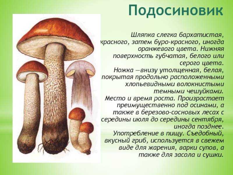 Подосиновик красный – описание гриба, фото видов. как готовить и хранить. польза для организма.
