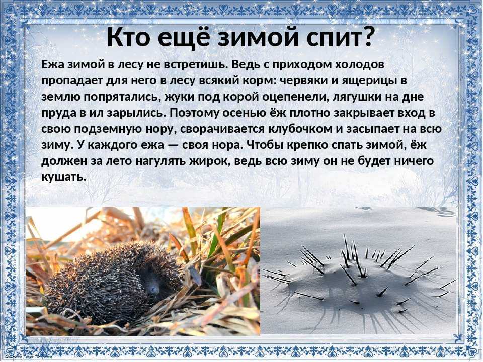 , меняет ли еж свои колючки, а также какие пользу и вред он приносит окружающим