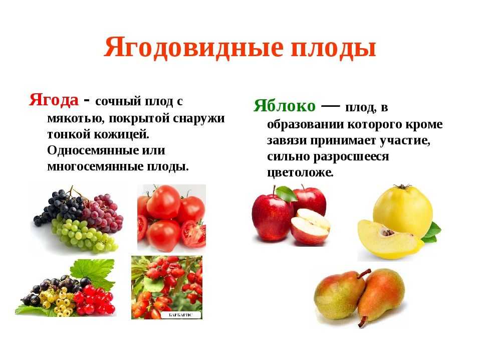 Ягоды ? список, виды, названия, строение, описание, фото и видео - «как и почему»