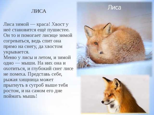 , какие животные меняют окрас шерсти зимой и летом Почему рысь зимой не становится белой
