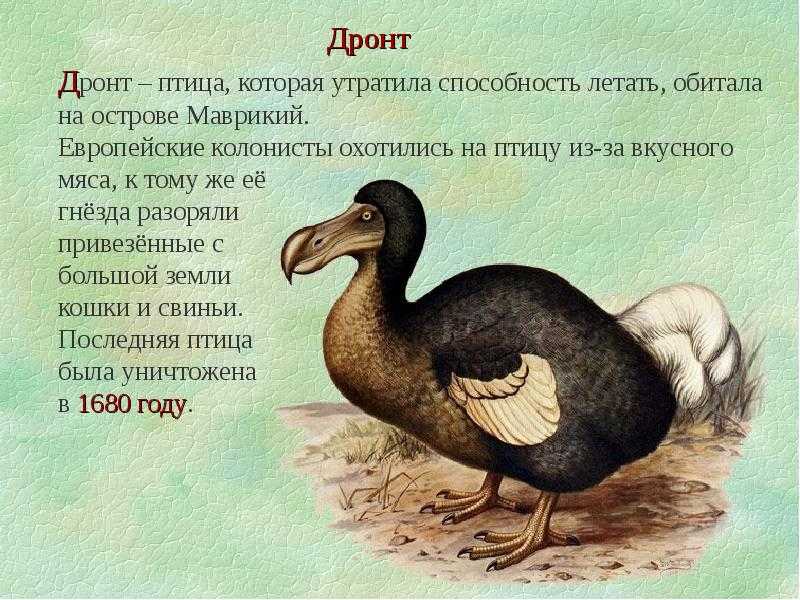 12 видов животных, которых истребил человек • всезнаешь.ру