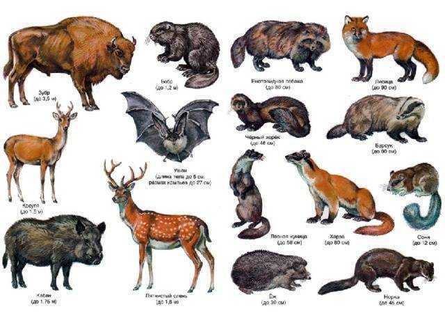 Что такое парк и их роль в нашей жизни. парк что это такое