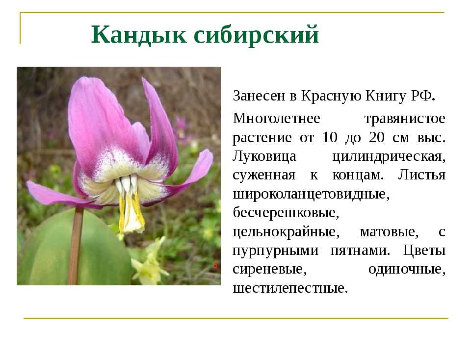 Самые редкие растения россии - хвастунишка - 19 декабря - 43205636129 - медиаплатформа миртесен