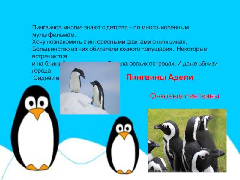 12 интересных фактов о пингвинах | знание – свет