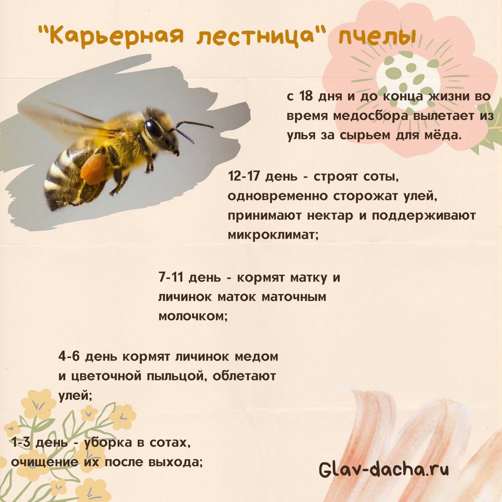 Самые интересные факты о пчелах | интересный сайт