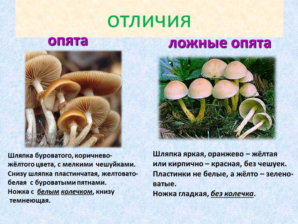 Опята: где растут и когда собирать? описание и фото.