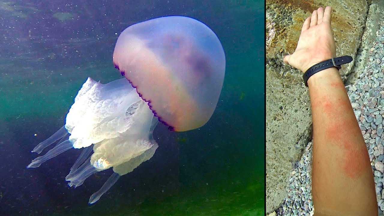 Медузы хищники — от земли до неба