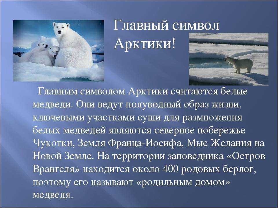 Полюса — арктика и антарктика. вопросы и ответы
