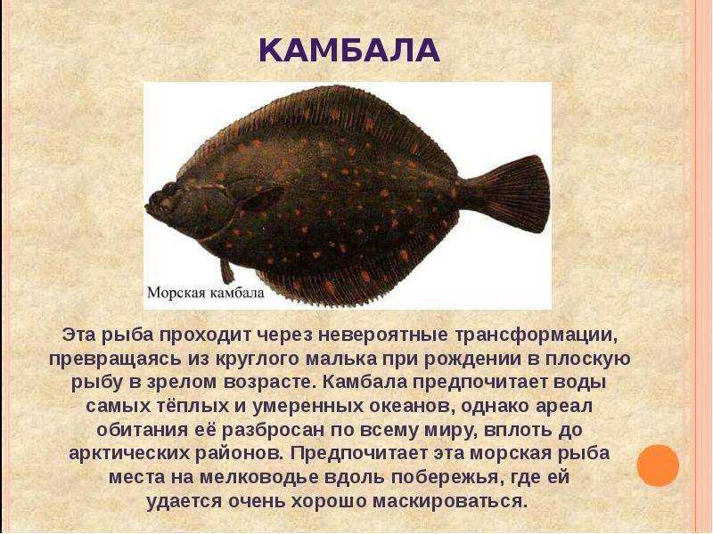 Чем отличается камбала от ерша морского. разница между камбалой-ершом и обычной камбалой