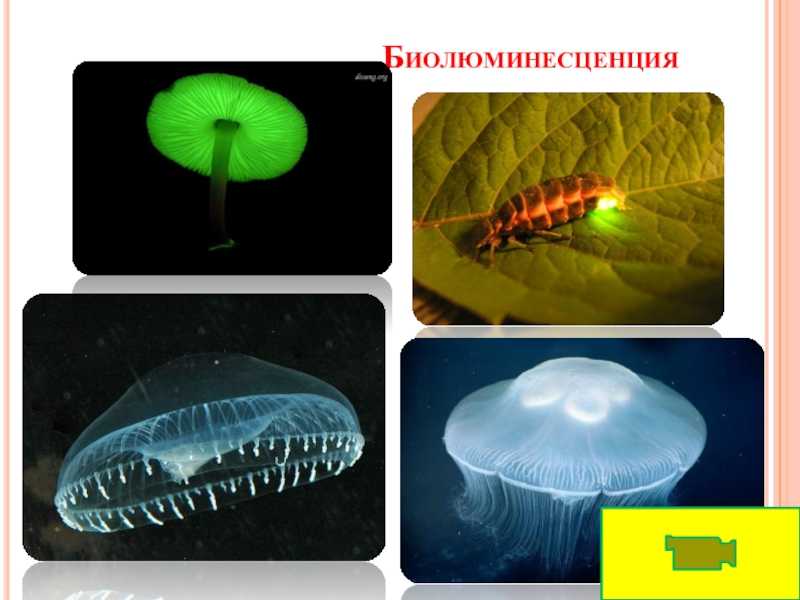 Биолюминесценция — традиция