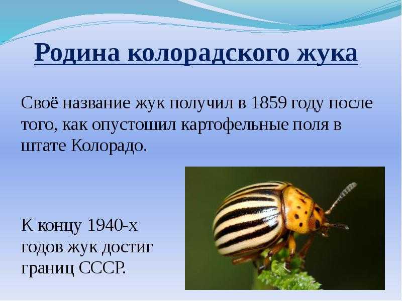 Когда и откуда колорадский жук появился в россии: где родина