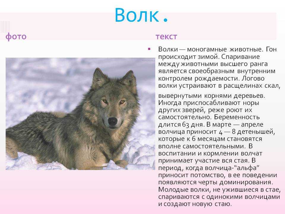 Полярный волк: экстремальное выживание в 9 кругу ада