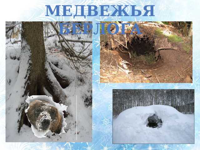 Сообщение о белом медведе - описание животного, факты