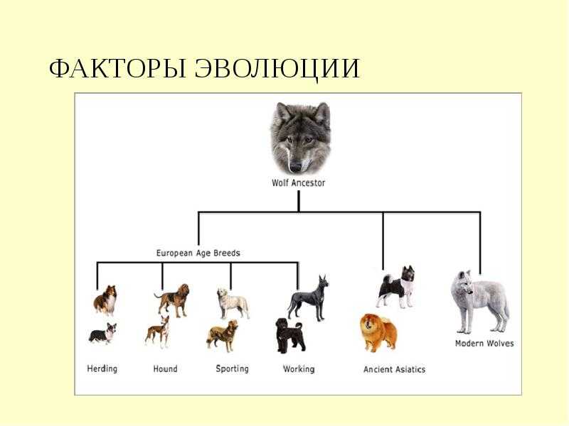 Происхождение кошек: история вида, от кого, откуда и когда появились, одомашнивание - блог о животных - zoo-pet.ru
