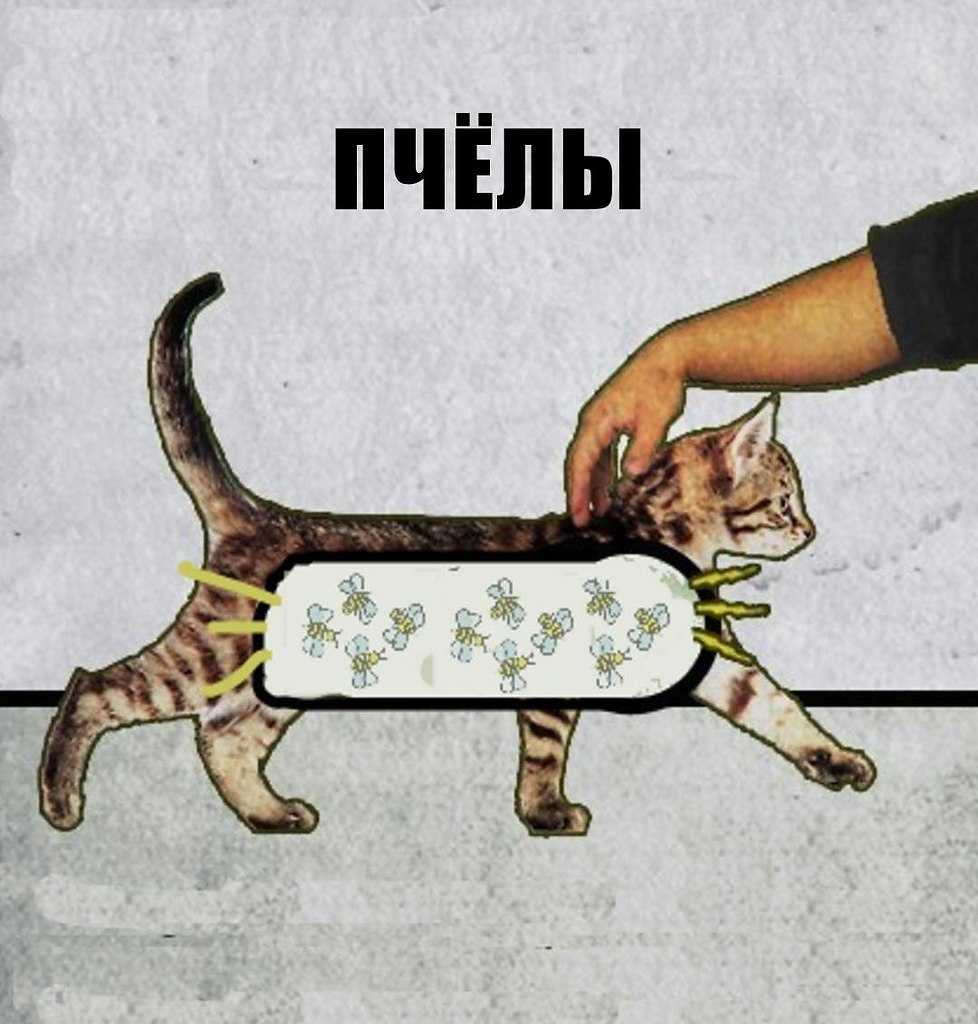 Почему кошки мурлыкают: смысл урчания животного в зависимости от интонации издаваемых звуков