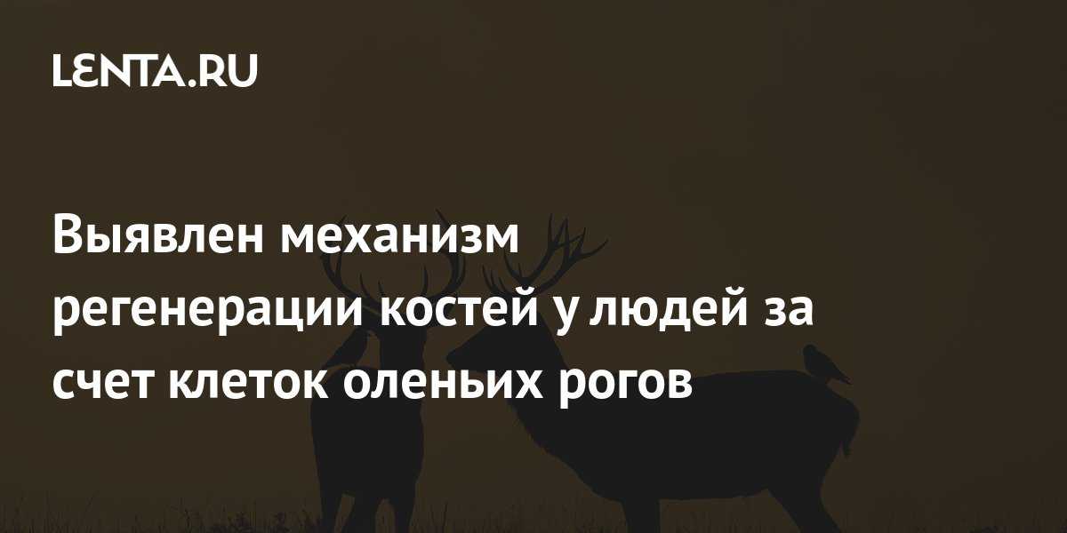 Гены, которые регулируют формирование раковых опухолей, ответственны за быстрый рост оленьих рогов, показала группа из китайских, американских и датских ученых Более того, прирученные оленями раковые гены защищают животных от заболевания