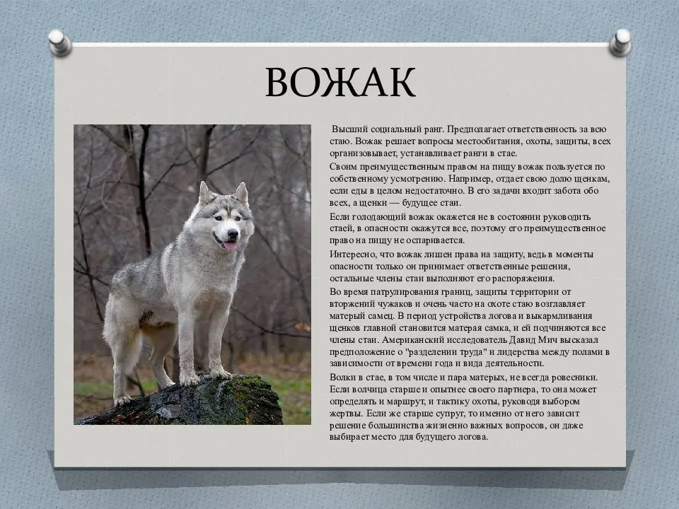 Почему собака облаивает одного человека и не гавкает на другого, как они выбирают