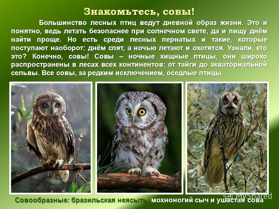 Сова птица. описание, особенности, виды, образ жизни и среда обитания совы | живность.ру