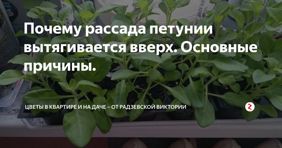 Почему корни у растений растут вниз? - стройка от а до я