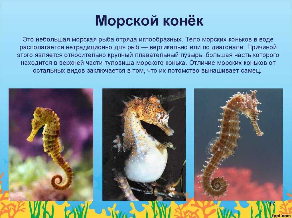 Сообщение о морском коньке — описание, строение и приспособление к среде обитания