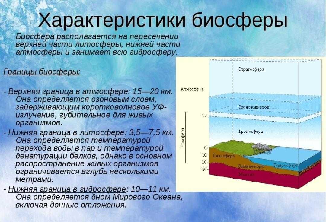Биосфера земли - значение, состав и фунции, схема | влияние биосферы на человека