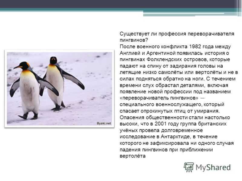 30 фактов о пингвинах