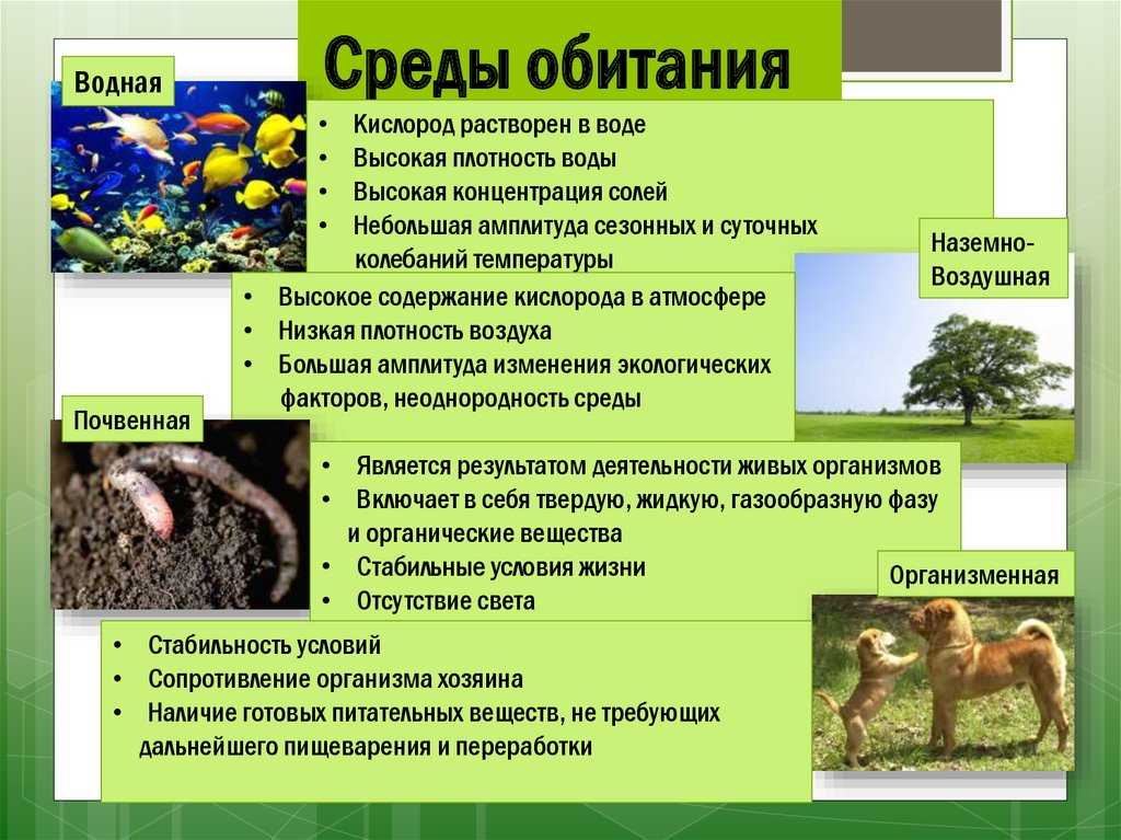 Слоны (лат. elephantidae)