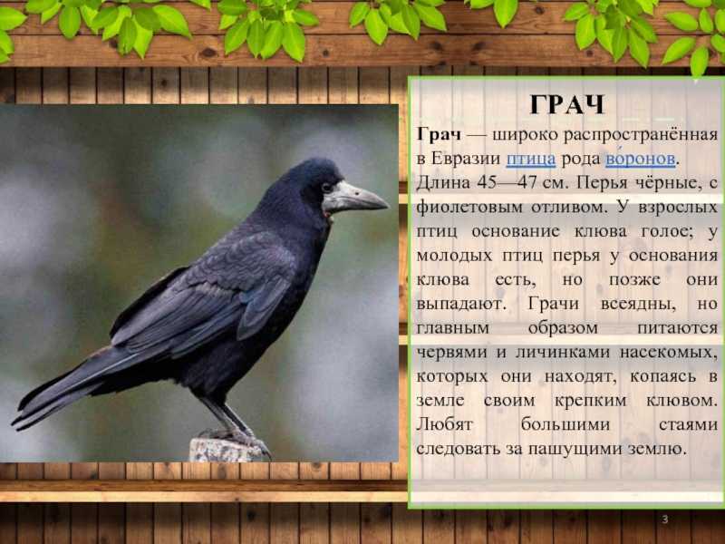 Грач и скворец отличия. как выглядит птица грач