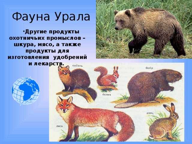 Птицы урала - фото, описание, список обитателей