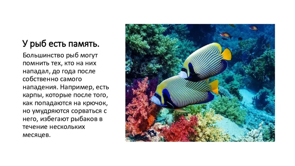 10 самых необычные рыб в мире (фото, видео)