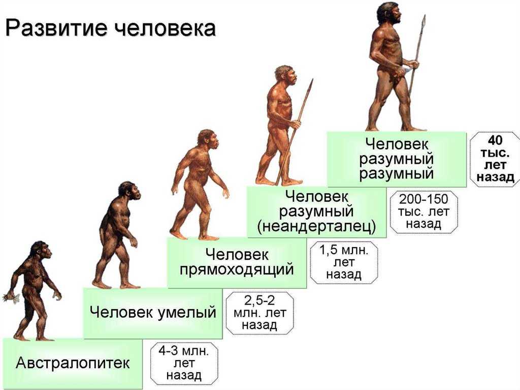 Эволюционные преобразования дыхательной системы у хордовых. онтофилогенетически презентация, доклад, проект