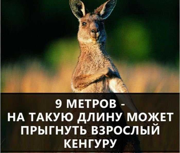 Интересные факты для детей