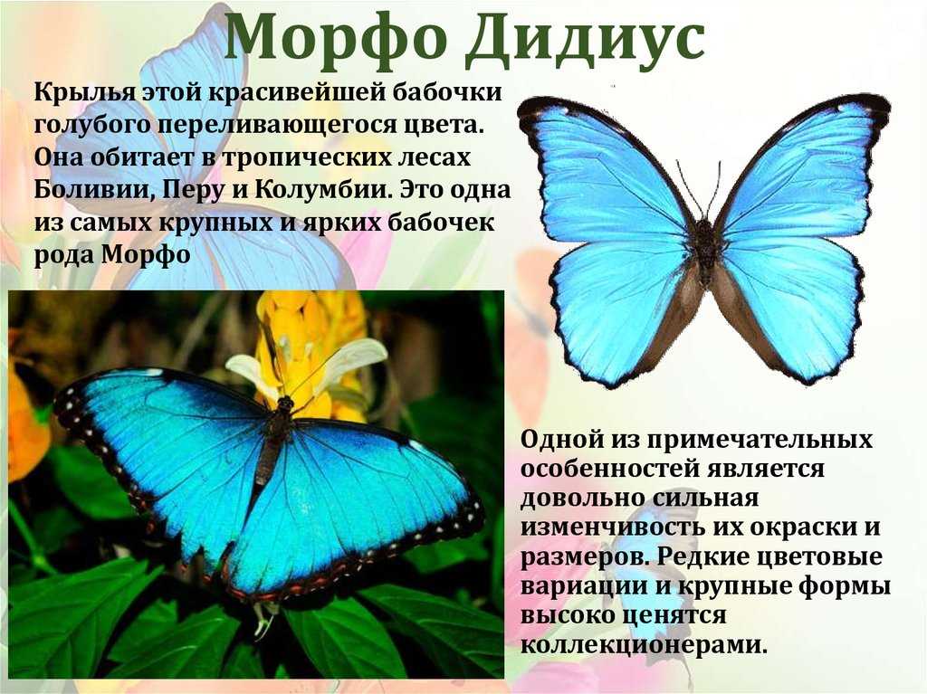 Чешуекрылые представители насекомых, чешуйчатокрылые бабочки